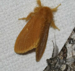 Euproctis lutea