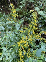 Solidago rugosa