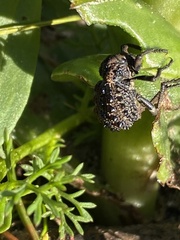 Brachycerus