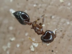 Crematogaster ashmeadi