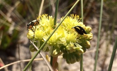 Stenostoma rostratum