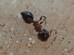 Crematogaster ashmeadi
