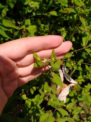 Melampodium longifolium