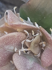 Massonia obermeyerae