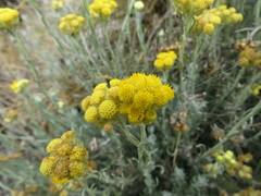 Helichrysum stoechas