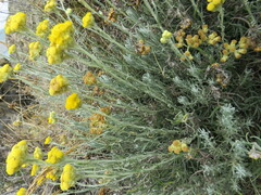 Helichrysum stoechas