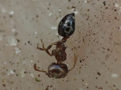 Crematogaster ashmeadi