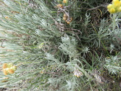 Helichrysum stoechas