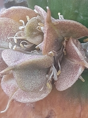 Massonia obermeyerae