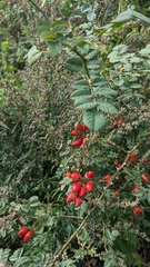 Rosa rubiginosa