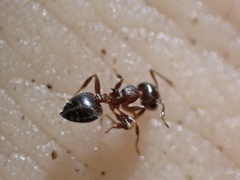 Crematogaster vermiculata