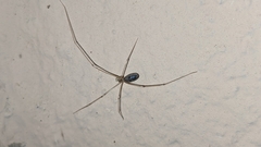 Pholcus phalangioides