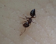 Crematogaster vermiculata