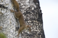 Tamiasciurus hudsonicus