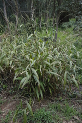 Setaria megaphylla