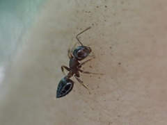 Crematogaster vermiculata