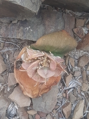 Massonia obermeyerae