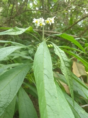 Solanum umbellatum