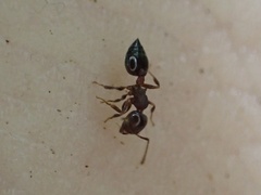 Crematogaster vermiculata
