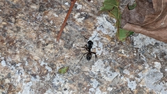 Camponotus cruentatus