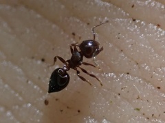 Crematogaster vermiculata