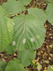 Phyllonorycter coryli
