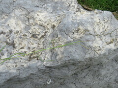 Paspalum distichum