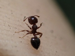 Crematogaster vermiculata