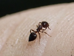 Crematogaster vermiculata