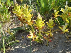 Lachenalia orchioides