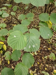 Phyllonorycter coryli