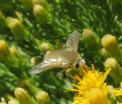 Anastoechus barbatus