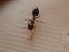 Crematogaster vermiculata