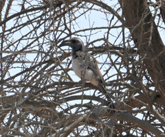 Lophoceros nasutus