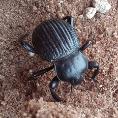 Gonopus