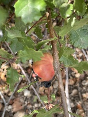 Andricus quercuscalifornicus