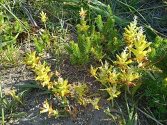 Lachenalia orchioides