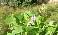 Oxalis latifolia