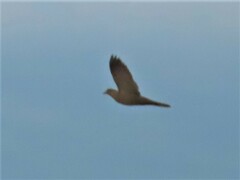 Streptopelia decaocto