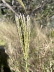 Chloris virgata
