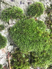 Dicranum montanum