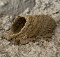 Sceliphron caementarium