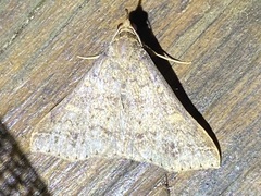 Renia discoloralis