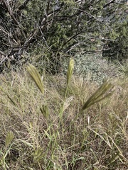 Chloris virgata