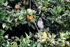 Saltator striatipectus