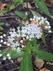 Asclepias perennis