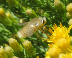 Anastoechus barbatus