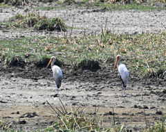 Mycteria ibis