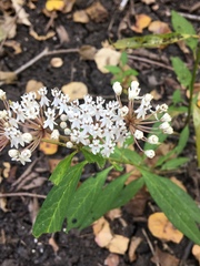 Asclepias perennis