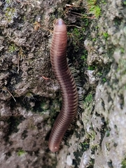 Pachyiulus flavipes
